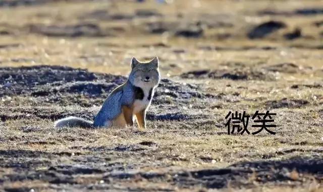 面瘫藏狐:为表情包而生的动物
