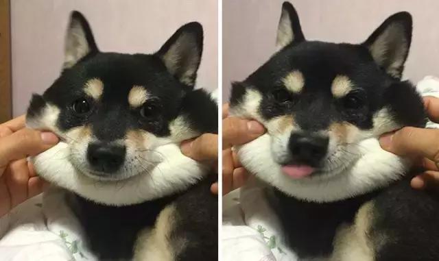 没看到这些画面之前,还真不知道狗子是这么的厚脸皮!
