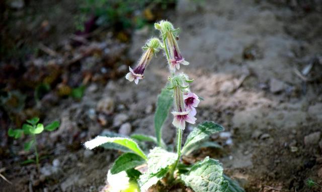 北京的公园里面长着好多野生地黄,挖野菜的人
