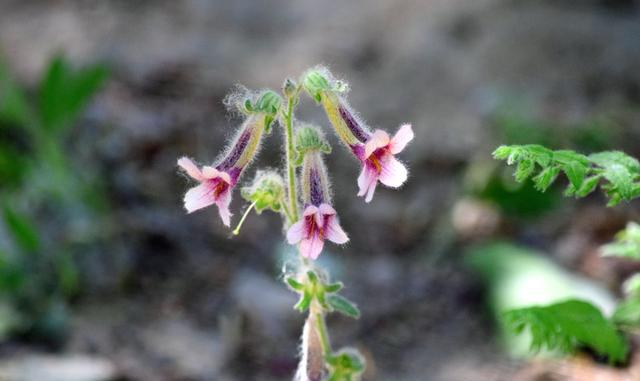 北京的公园里面长着好多野生地黄,挖野菜的人