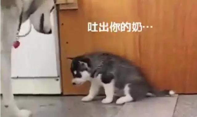 壁纸动物狗狗狗640_381