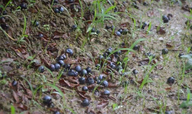 今年的蓝莓烂大街卖不掉,农民总被人忽悠,这