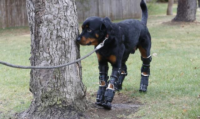世界名犬罗威纳犬rottweiler