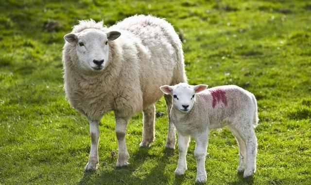 开心一笑:羊毛出在羊身上,但羊还是很开心