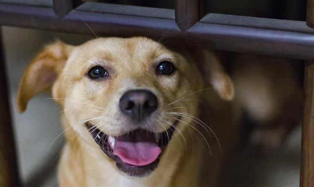 房间里的狗味怎么去除?