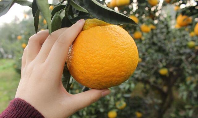 丑橘多少钱一斤？丑橘的食用有哪些禁忌事项？