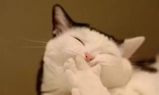 16种猫咪笑，你家主子是哪款？