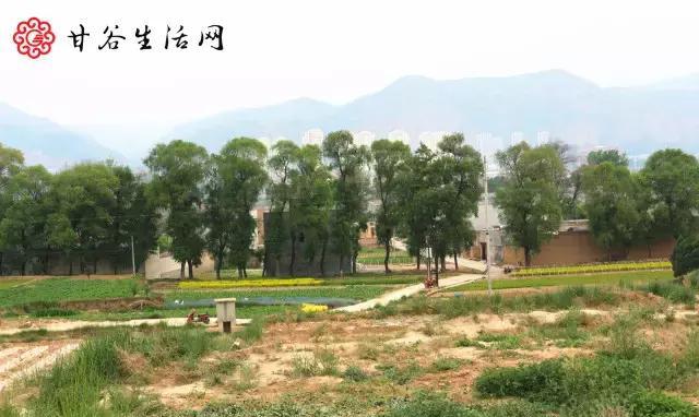 沿着姚庄朱圉路走过令甲村、七甲村……这次我们先逛七甲村！