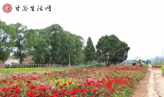 沿着姚庄朱圉路走过令甲村、七甲村……这次我们先逛七甲村！