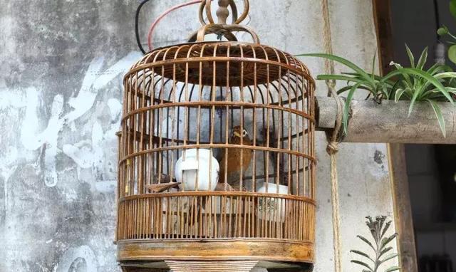 为何澳洲鸟如此发狂?抱5个月女儿散步遭喜鹊攻击,女...