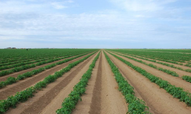 什么是多肽尿素?