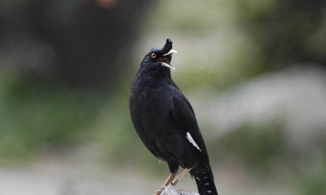 想让八哥说话就一定要把它的舌头给剪掉吗?