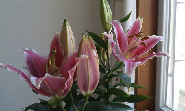 你会盆栽百合花吗?养护时注意下面几点,让叶片