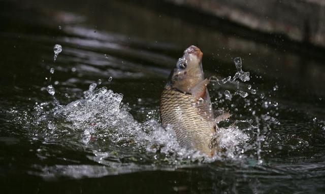 夏天钓鱼的时候气压太低了怎么办?