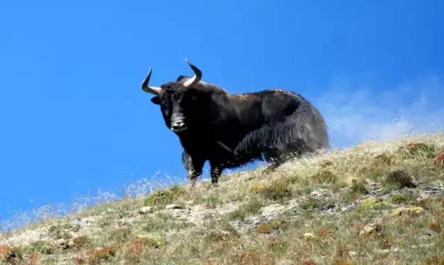 绚丽西部--肃北草原,你的十月怎能如此任性?