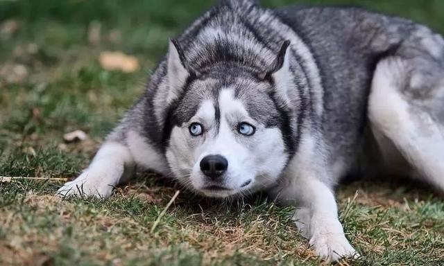 分享二哈一组蠢哭的日常,简直不要太搞笑!