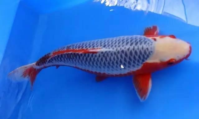 喜欢锦鲤的朋友有福了,从白金到红白,百种锦鲤