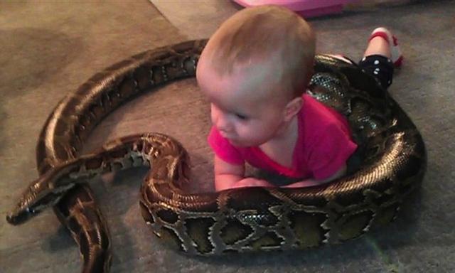 男子送巨蟒给2岁儿子当生日礼物，一眨眼的功夫，意外发生了