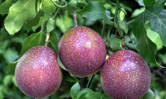 百香果多少钱一斤?百香果的正确吃法