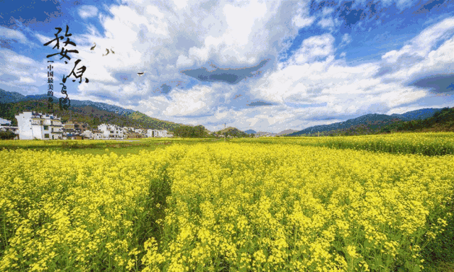 壁纸 成片种植 风景 植物 种植基地 桌面 640_384 gif 动态图 动图
