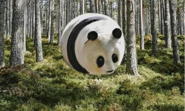 你还会喜欢它吗?不管是什么样的动物胖胖的都很可爱呢.