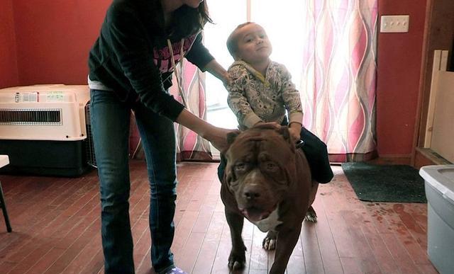 斗狗用的比特犬怎么训练胆量？比特犬的力量训练方法