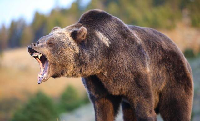 棕熊简谱_棕熊图片卡通