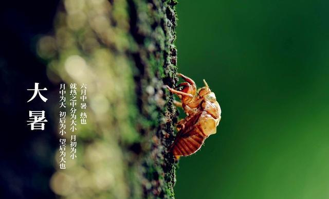 今日大暑,一年中最热的时候到了,养心祛湿是关