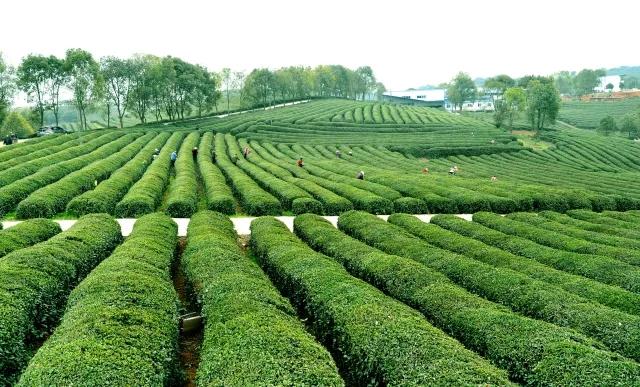 石首市成功注册石首绿茶地理标志证明商标