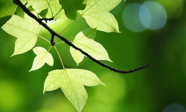 成语归类,一位博士妈妈给孩子整理的,果断收藏