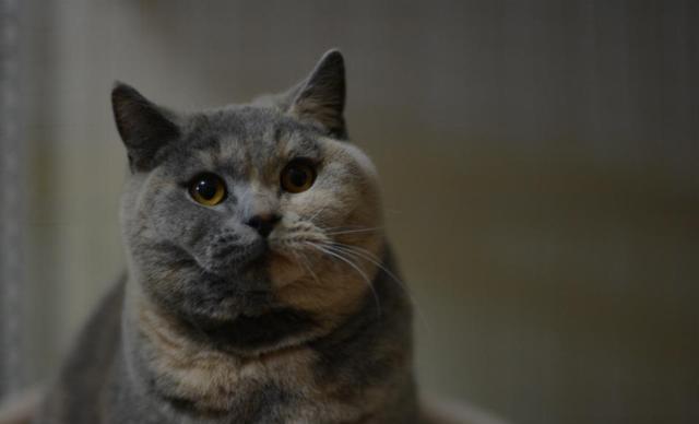 告别忽悠，教你怎么识别常见的英国短毛猫