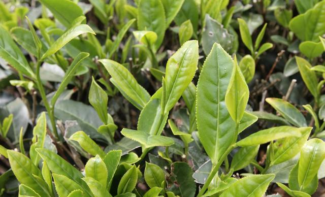 云南普洱茶之春茶,夏茶,秋茶的区别