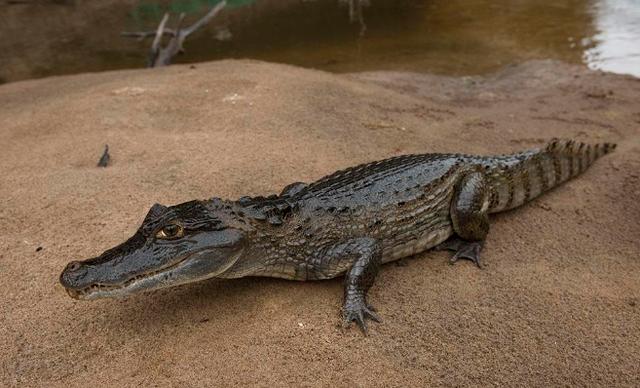 亚马孙河杀手排行榜