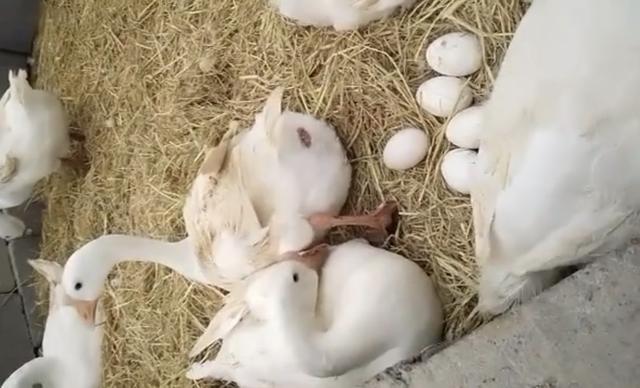 乐竞体育- 乐竞体育官方网站- 乐竞体育APP农村这4种家畜养殖至今是市场上最赚钱的项目选择养殖一定不错