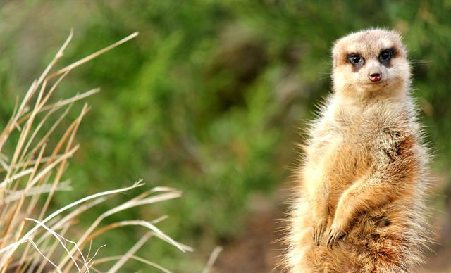 《狮子王》中的丁满是什么动物?可以当作宠物