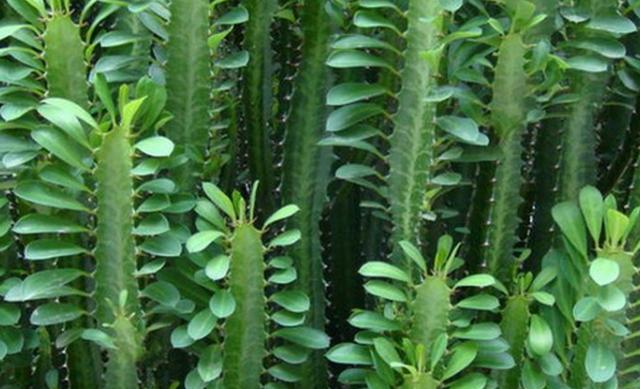 龙骨花适合懒人养,有些方面还是得注意!