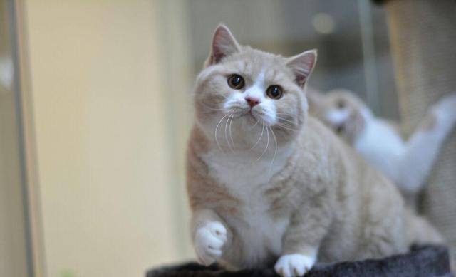 告别忽悠，教你怎么识别常见的英国短毛猫