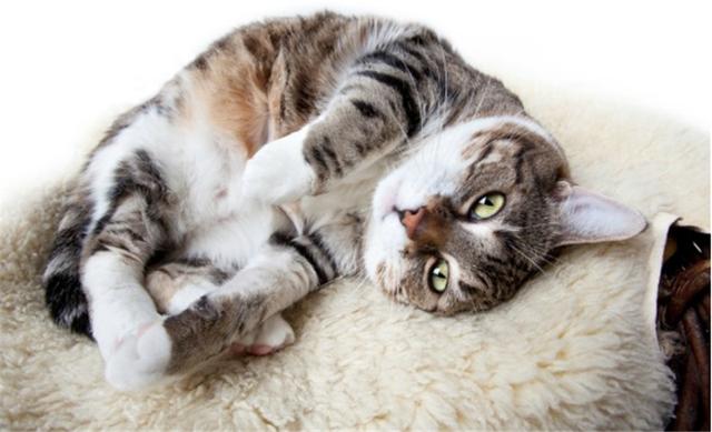 喵星人的心思太难猜,但是如果不懂这几个动作铲屎官就