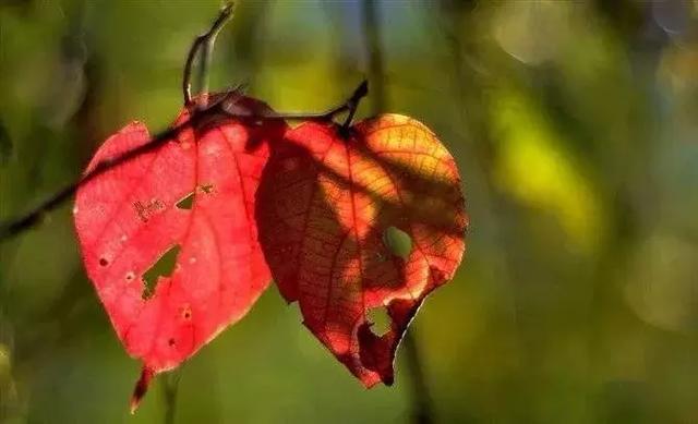 久两初晴冬日暖,和风拂面游兴浓会仙湿地的冬