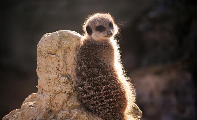 《狮子王》中的丁满是什么动物?可以当作宠物