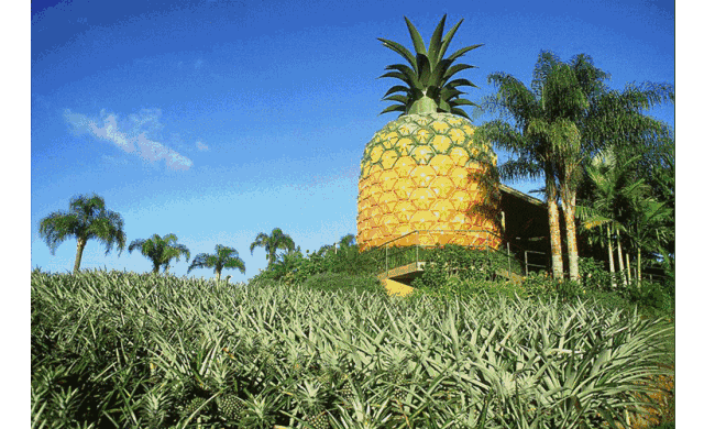 ins红人打卡必备,冲绳海边口味与颜值兼顾的黑凤梨