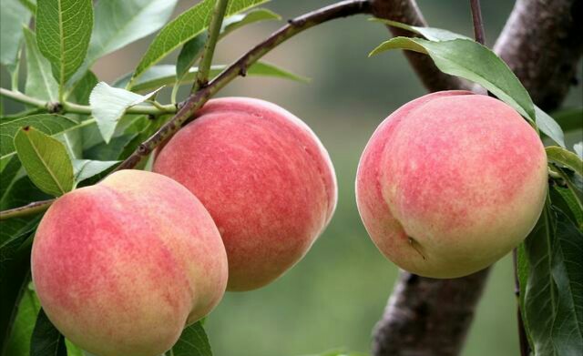  造成桃树病虫害发生的原因是什么