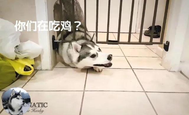 二哈被关起来后还在自嗨,简直蠢的不要不要的,太搞笑!