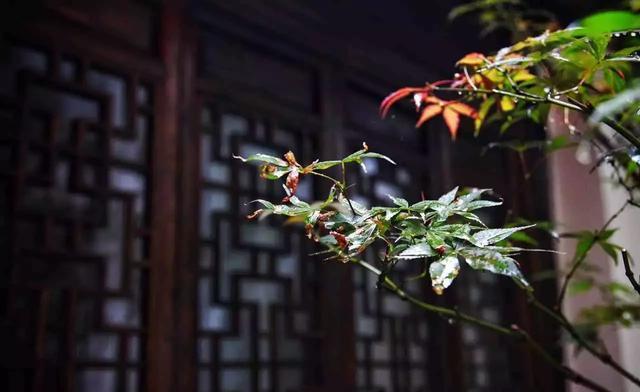 放弃高薪,她们跑到江南水乡改造百年老宅,竟造