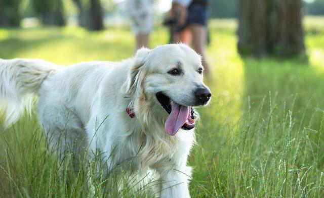 犬瘟热如何治疗（犬瘟热怎么治疗）