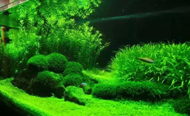 家居水景丨1.5米草缸开缸造景教程