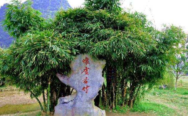 先天十大灵根,你认识几个,《秦时明月》里面出