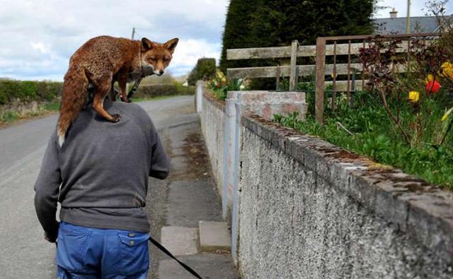 老人救了兩只狐狸後決定野放，沒想到下一刻就發生了想不到的驚喜