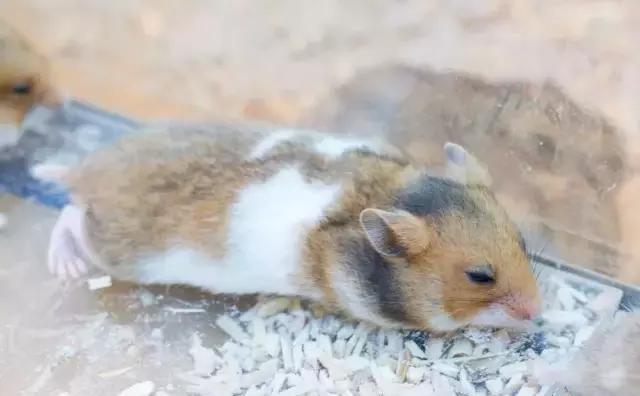 仓鼠学堂|仓鼠中暑了怎么办?