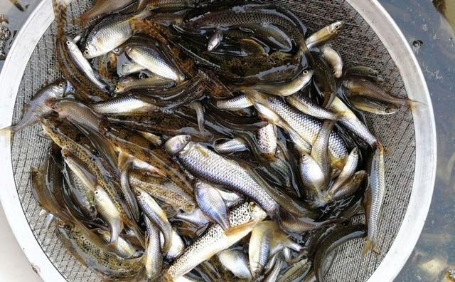 鱼贩集市上卖淡水鱼没想到给宠物鱼做饲料小鱼火了价格立涨2块
